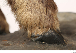 Alpine chamois Rupicapra rupicapra foot hoof leg 0009.jpg